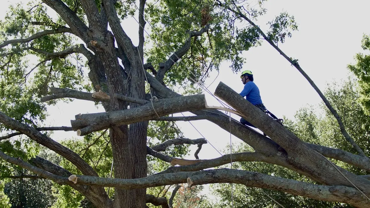 Professional Hazardous Tree Removal performed by certified arborists in East Charleston