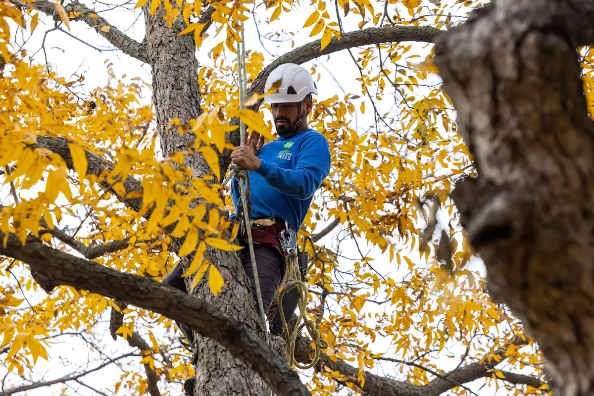 Skilled Tree Pruning crew working in East Charleston